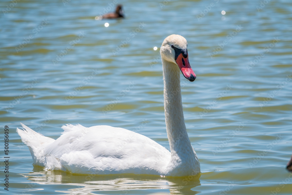 Graceful white Swan swimming in the lake, swans in the wild. Portrait of a white swan swimming on a lake. Graceful white Swan swimming in the lake, swans in the wild. Portrait of a white swan swimming on a lake.