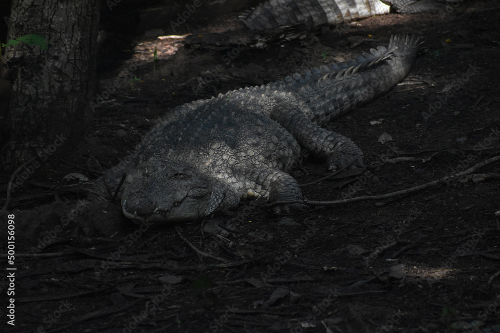 Fototapeta premium alligator in the everglades