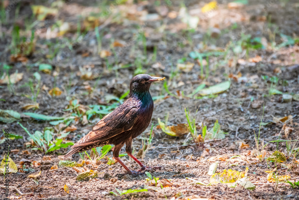 The common starling or European starling, Sturnus vulgaris, on a sprng lawn. The common starling or European starling, Sturnus vulgaris, on a sprng lawn.