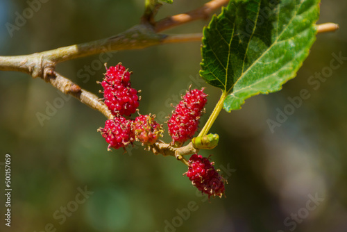 mulberry fruits