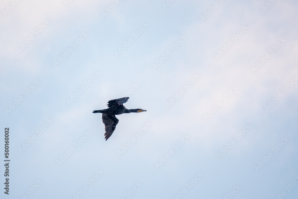 Black Cormorant flying in blue sky. The great cormorant, Phalacrocorax carbo Black Cormorant flying in blue sky. The great cormorant, Phalacrocorax carbo