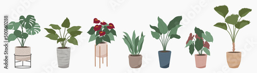 Potted plants collection on white background. Set of interior house plants with baskets, flower pot, monstera, leaves and foliage. Different home indoor green decor illustration for decoration, art.
