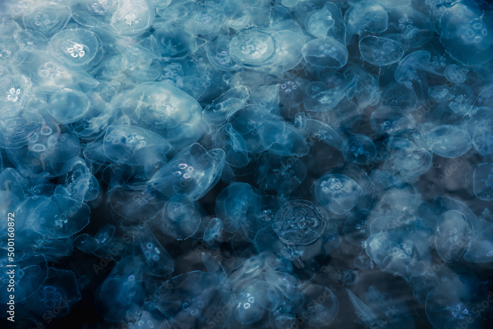 Many small jellyfish Aurelia aurita in Black sea. Crimea Many small jellyfish Aurelia aurita in Black sea. Crimea