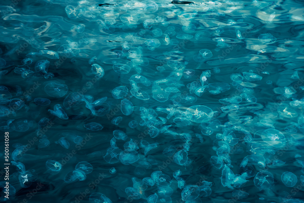 Many small jellyfish Aurelia aurita in Black sea. Crimea Many small jellyfish Aurelia aurita in Black sea. Crimea