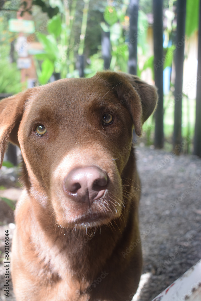 portrait of a dog portrait of a dog