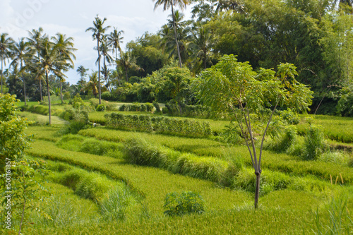 Natural Countryside Agriculture Scenery Of The Rice Field, Ringdikit Village, North Bali, Indonesia