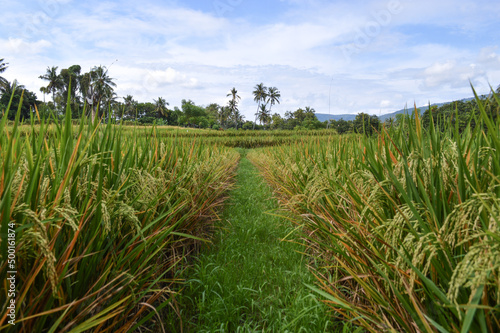 Natural View Ground Path Walk In Rice Field Among Rice Plants, Ringdikit Village, North Bali, Indonesia