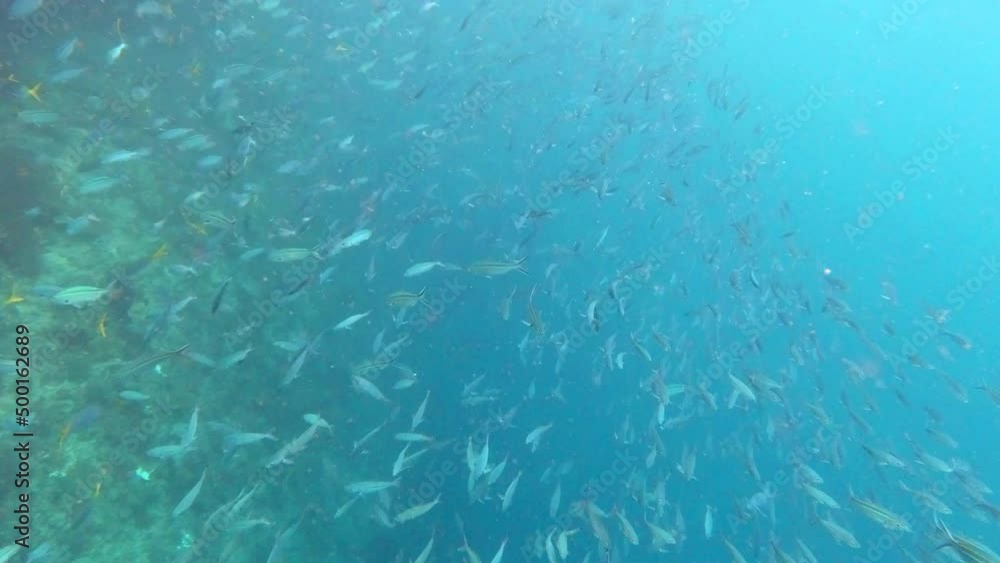 custom made wallpaper toronto digitalLifes way more vibrant in the deep blue ocean. 4k video footage of fish swimming deep in the ocean.