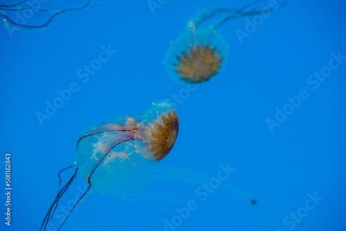 jellyfish in the water - national aquarium