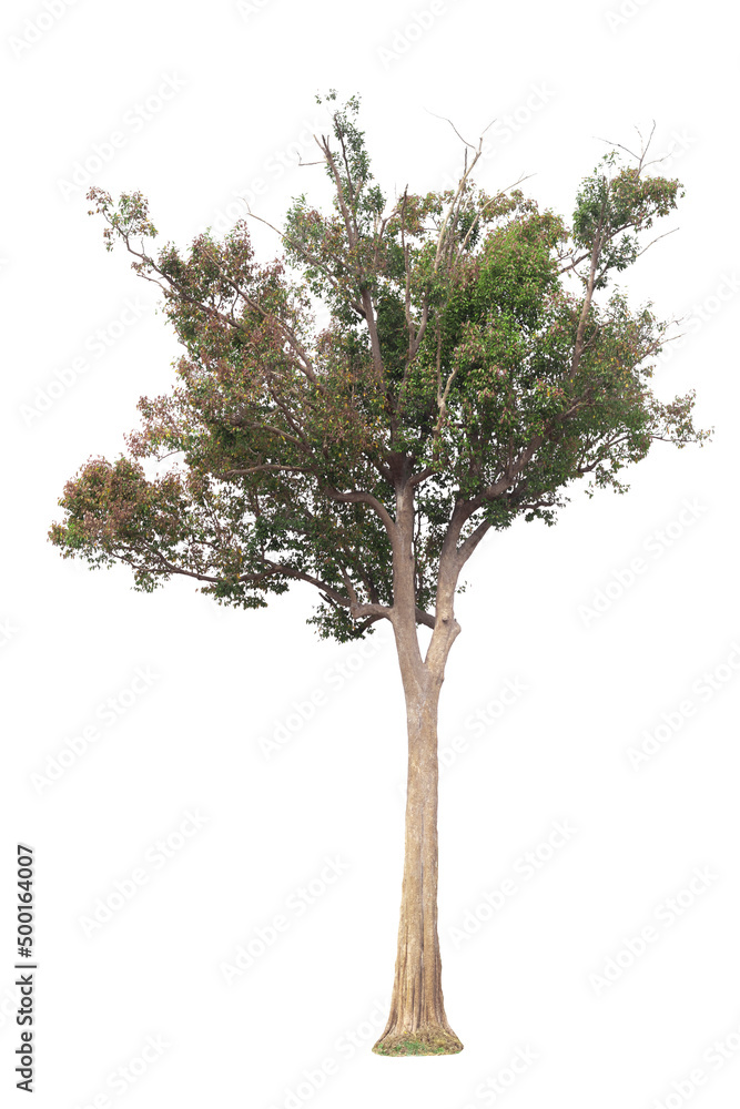 Obraz premium Single tree, shrub, isolated on white background.