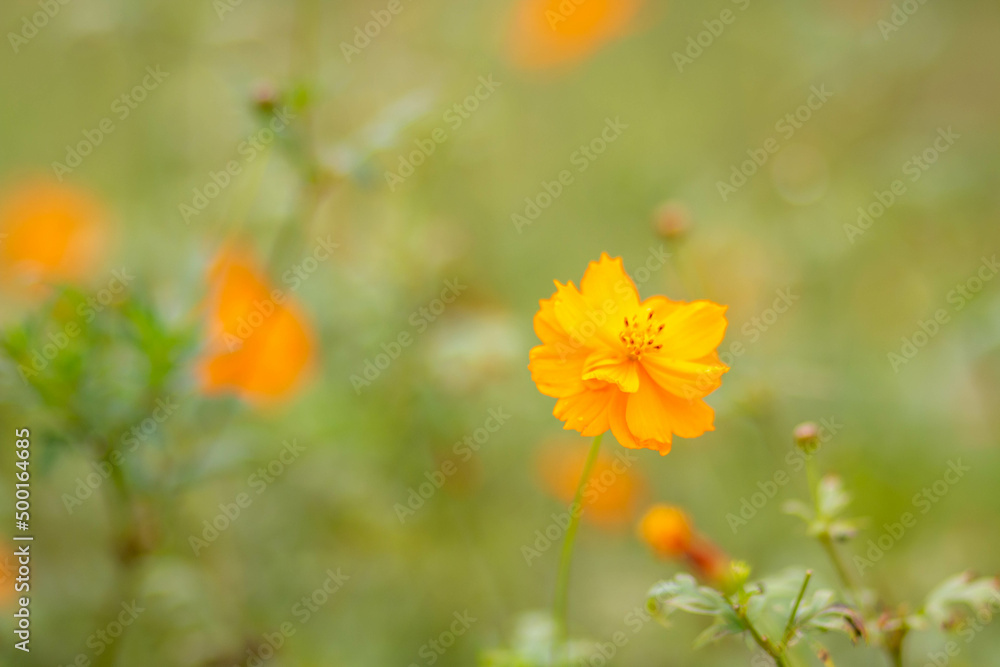 flower, nature, yellow, garden, orange, summer, plant, spring, flowers, blossom, flora, bloom, field, marigold, petal, beauty, meadow, sky, floral, sun, color, daisy, petals, closeup, beautiful flower, nature, yellow, garden, orange, summer, plant, spring, flowers, blossom, flora, bloom, field, marigold, petal, beauty, meadow, sky, floral, sun, color, daisy, petals, closeup, beautiful