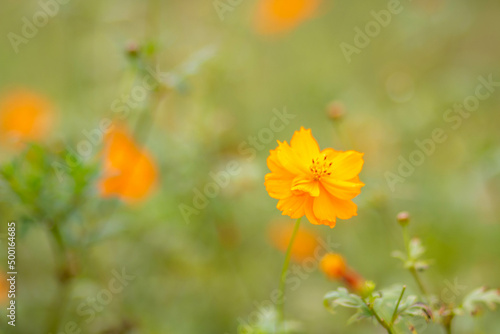 flower, nature, yellow, garden, orange, summer, plant, spring, flowers, blossom, flora, bloom, field, marigold, petal, beauty, meadow, sky, floral, sun, color, daisy, petals, closeup, beautiful