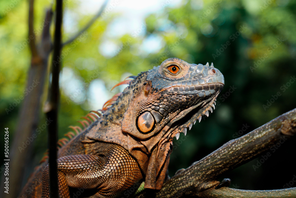 Fototapeta premium Close up-macro orange iguana reptile animal