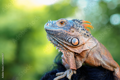 Close up-macro orange iguana reptile animal © Berlian