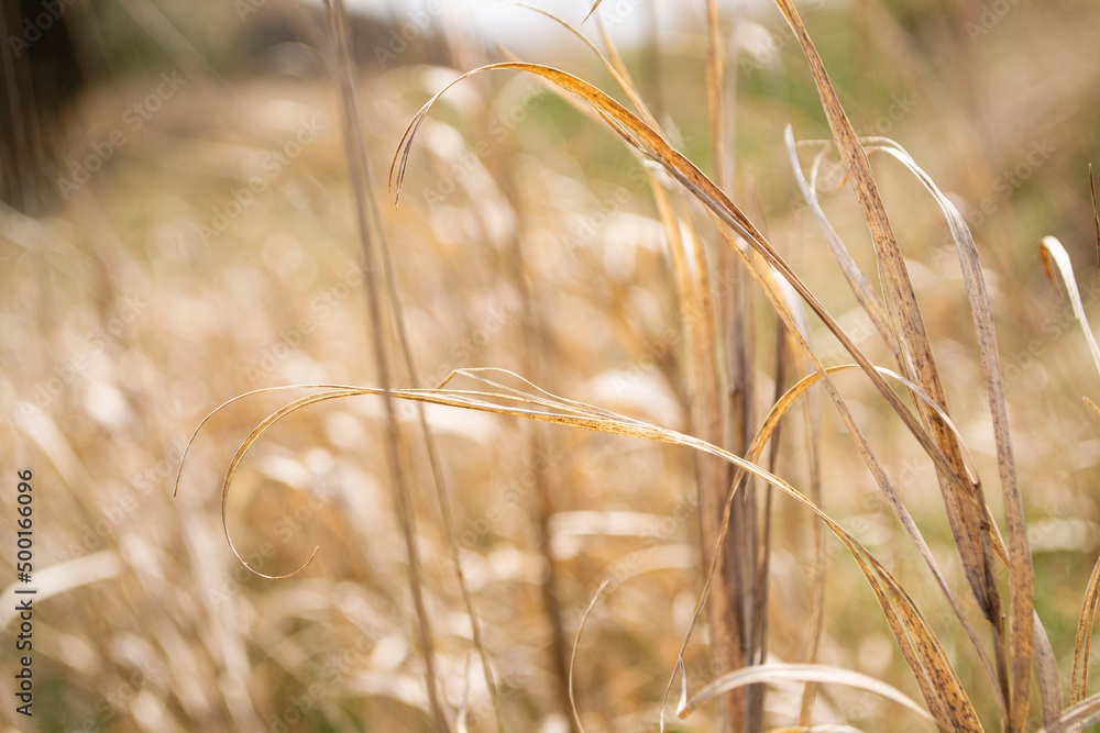 Fototapeta premium golden wheat field