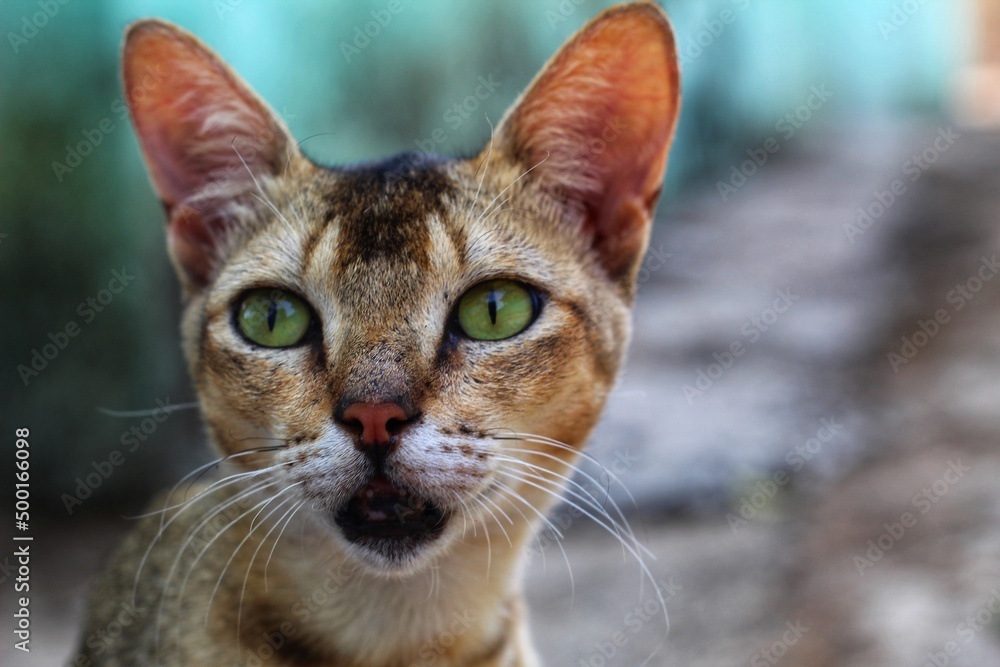 beautiful wild cat portrait in nice blur background