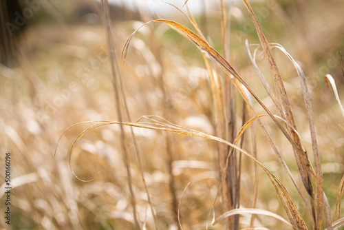 golden wheat field