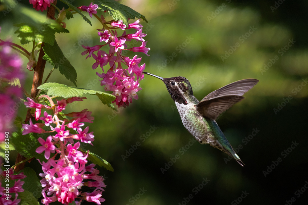 Obraz premium annas hummingbird and flower