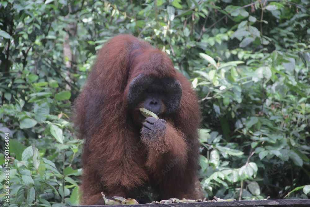 Orangutan (orang-utan) in his natural environment in the rainforest on Borneo (Kalimantan) island with trees and palms behind