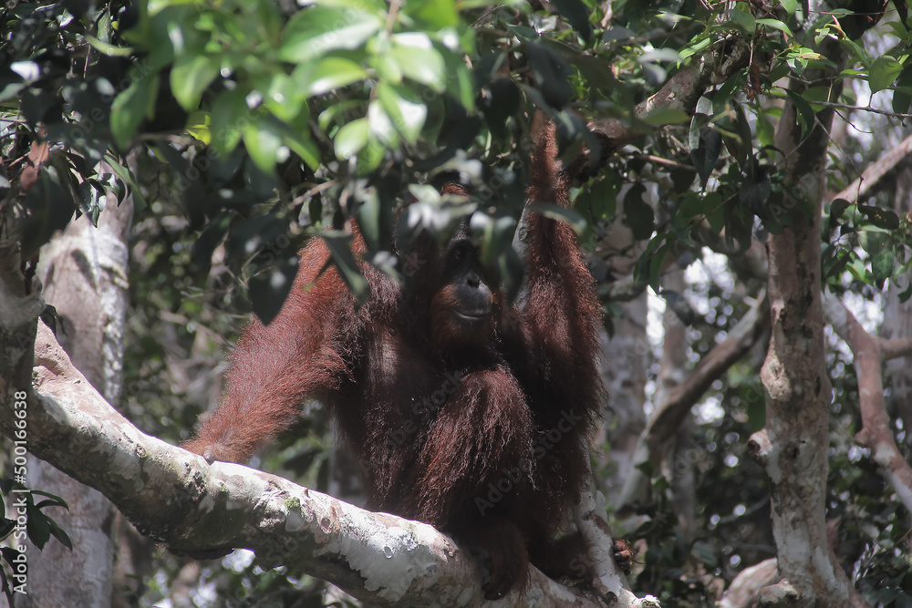 Fototapeta premium Orangutan (orang-utan) in his natural environment in the rainforest on Borneo (Kalimantan) island with trees and palms behind