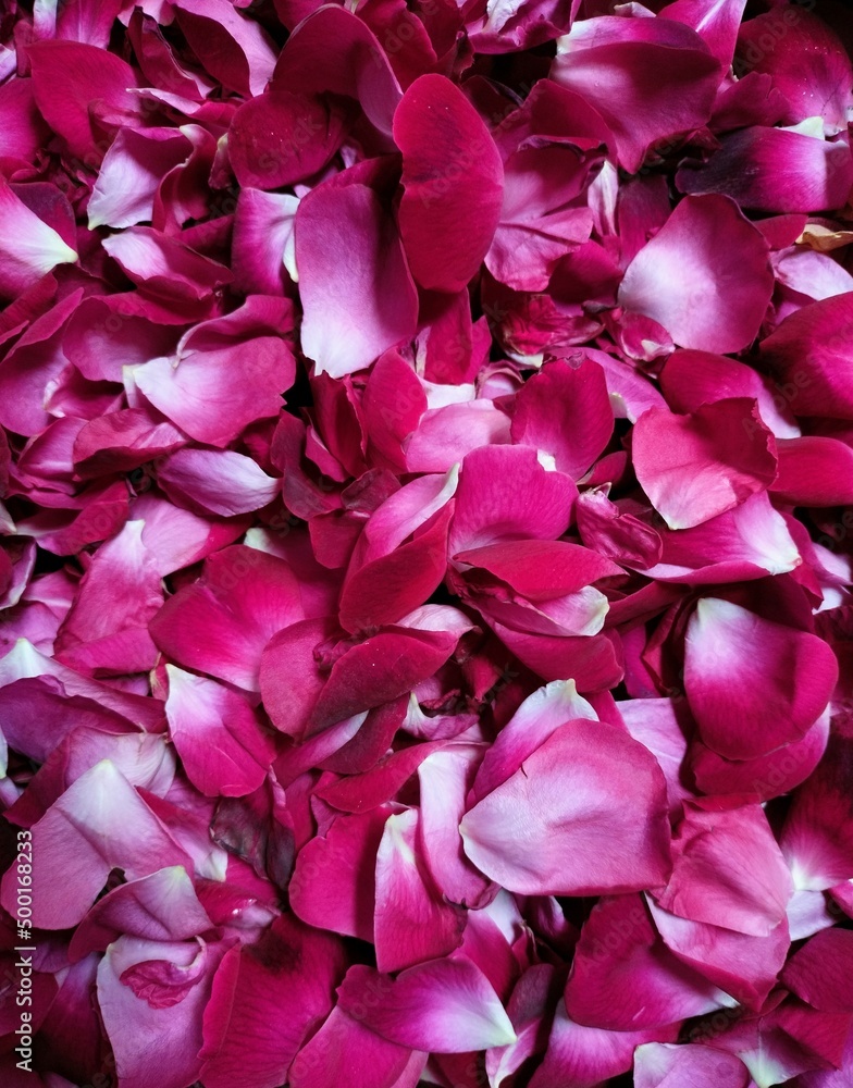pink rose petals 