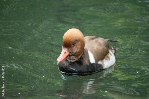Eclipse Male Red-Crested Pochard (Netta rufina) is a diving duck found in larger lakes and reservoirs in Europe and Asia.