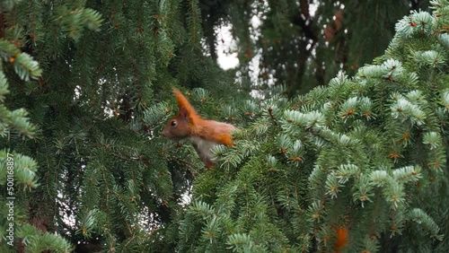 Red squirrel sits on spruce tree branch as the wind blows its ears up photo
