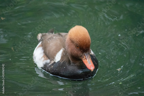 Eclipse Male Red-Crested Pochard (Netta rufina) is a diving duck found in larger lakes and reservoirs in Europe and Asia.