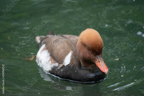 Eclipse Male Red-Crested Pochard (Netta rufina) is a diving duck found in larger lakes and reservoirs in Europe and Asia.