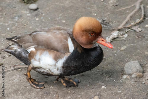 Eclipse Male Red-Crested Pochard (Netta rufina) is a diving duck found in larger lakes and reservoirs in Europe and Asia.