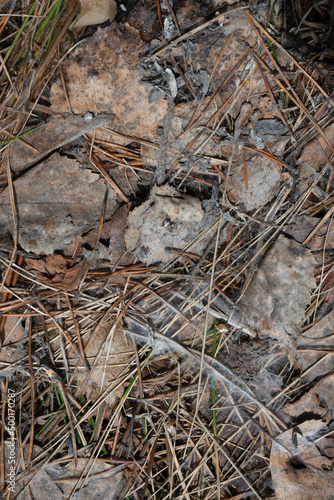 texture of the ground with old leaves and needles