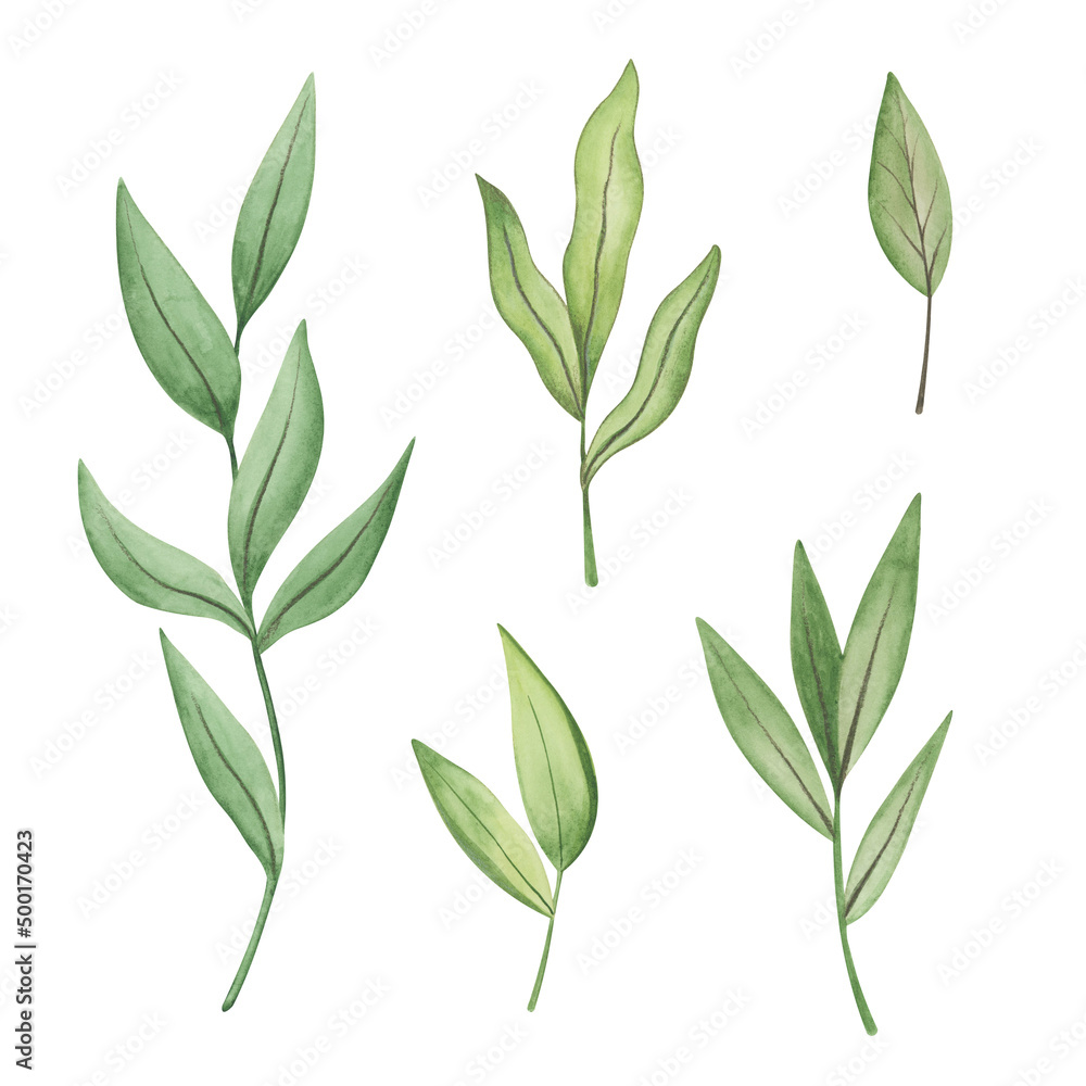 Fototapeta premium Collection of hand drawn watercolor greenery elements. Botanical leaves clipart for postcards, invitations, design templates. Set of leaves isolated on white background.