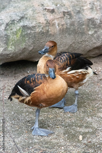 Fulvous Whistling-Duck (Dendrocygna bicolor) Rich caramel-colored duck with long neck and legs. Look for blue-gray legs and bill and white stripes on sides.