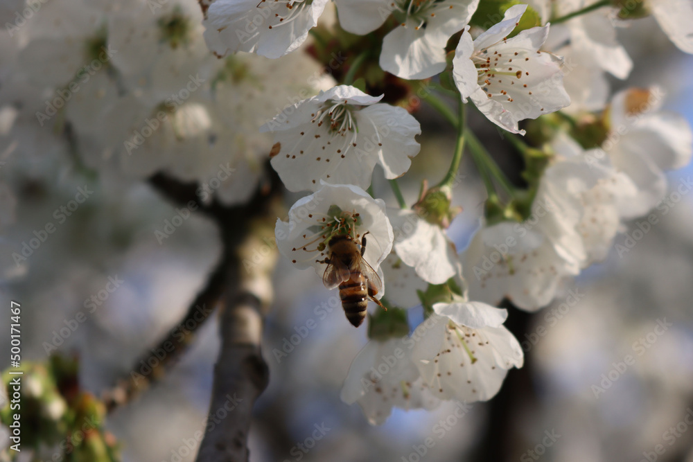 Close-up of honey bee eating nectar on white Apple flowers on branches against blue sky. Apis mellifera on Malus domestica flower Close-up of honey bee eating nectar on white Apple flowers on branches against blue sky. Apis mellifera on Malus domestica flower
