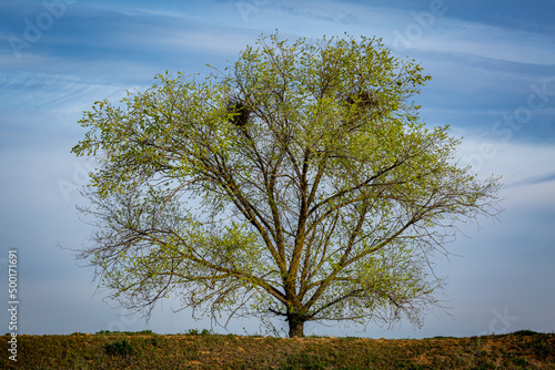 Elm, tree in spring covered with infructescences and several corvid nests. photo