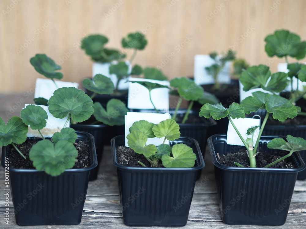 Reproduction of plant life.Green geranium seedlings Pelargonium grow in black pots for seedlings. Reproduction of plant life.Green geranium seedlings Pelargonium grow in black pots for seedlings.