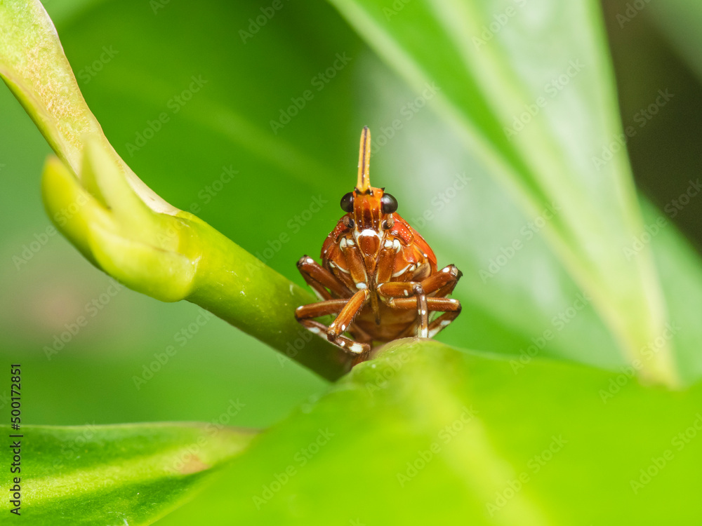 Fototapeta premium Close-up portrait of mustached insect beetle in forest.
