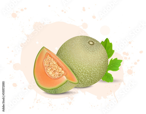 Muskmelon fruit vector illustration with muskmelon slices isolated on white background
