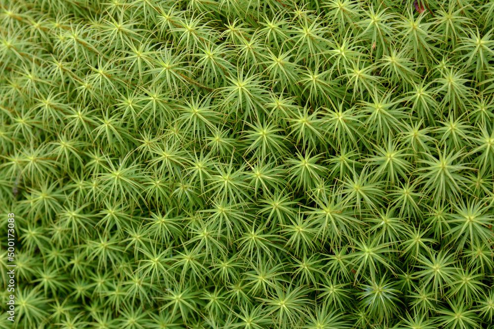 Green forest moss field with wet bog plant sphagnum texture closeup. Beautiful fresh ground grass macro Green forest moss field with wet bog plant sphagnum texture closeup. Beautiful fresh ground grass macro