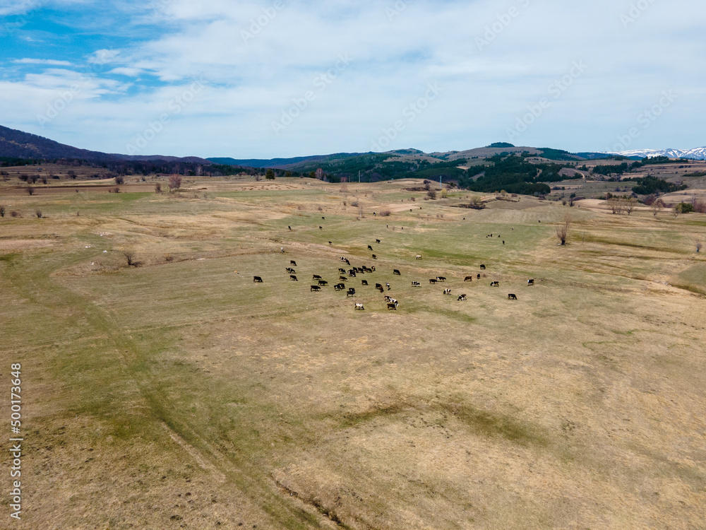 Aerial view of cows grazing grass in the field