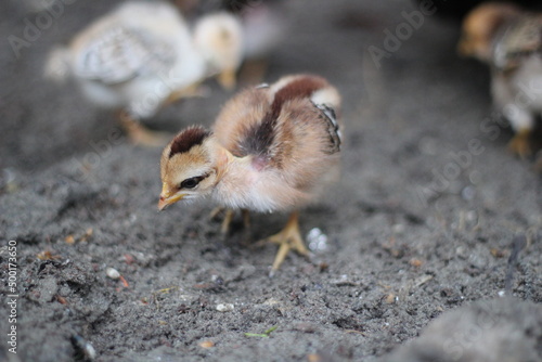 Newly born chicks searching for food in the ground