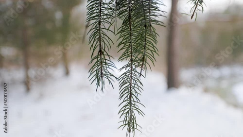 Close up of isolated Pine Branch crisp needles hanging down with snowy evergreen forest in the background photo