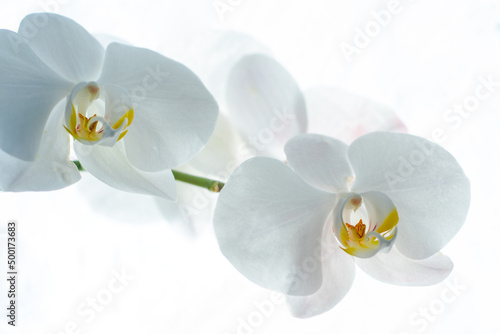 White orchid flowers with blossom at isolated background.