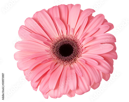 Pastel pink gerbera flower isolated on white background