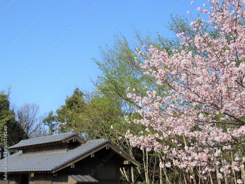 里山の春