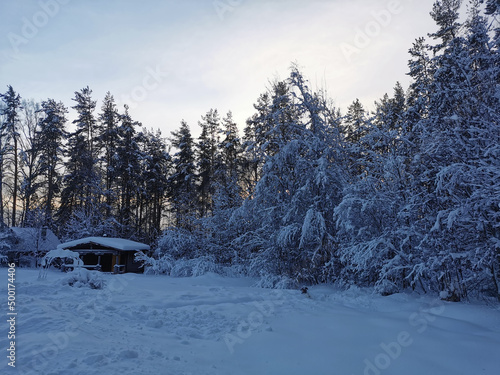 A dark one-story wooden house - a round log bathhouse in the snow among snow-covered trees against the background of a winter dawn.