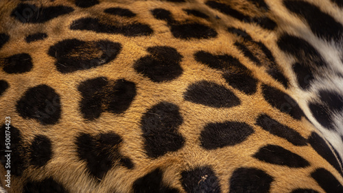 Piel de jaguar