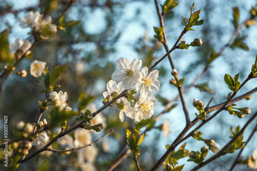 A flowering branch of a fruit tree on a blurred natural background. Spring young flowers. A spring branch of a tree blooming with white flowers. Spring flowers. Selective focus.