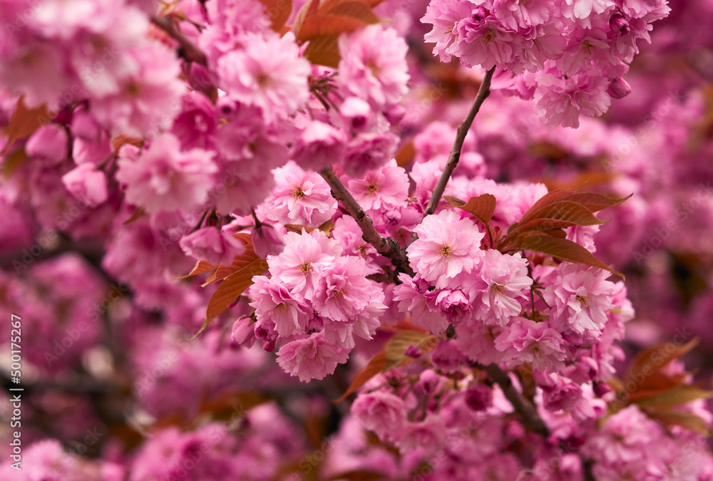 Blossom tree with branch of pink flowers background. Blooming spring stems