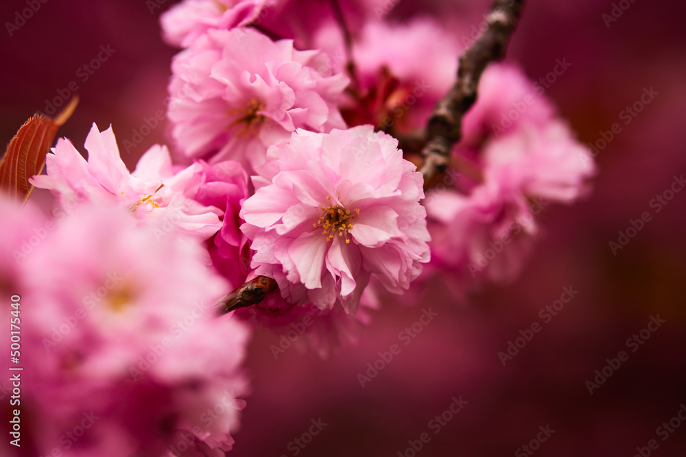 Blossom tree with branch of pink flowers background. Blooming spring stems